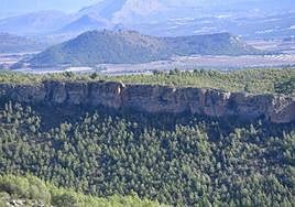 El bosque renacido. La zona del incendio hace unos días.