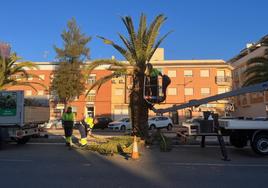 Jardineros podan palmeras canarias en la avenida Ginés Campos.