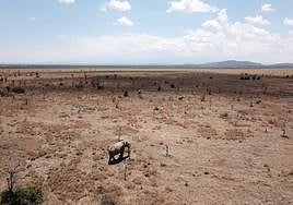 Los elefantes se desplazan por un paisaje invadido por hormigas leonas en Laikipia, Kenia. Tras la invasión de hormigas leonas, los árboles se vuelven vulnerables a los elefantes, cuyo ramoneo y rotura de árboles promueve la apertura de la sabana.