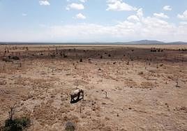 Los elefantes se desplazan por un paisaje invadido por hormigas cabezudas en Laikipia, Kenia. Tras la invasión de hormigas cabezonas, los árboles se vuelven vulnerables a los elefantes, cuyo ramoneo y rotura de árboles promueve la apertura de la sabana.