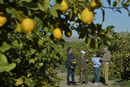 Juan Alcón, Andrés Rubio, su hija María José y Juan 'Federas' Martínez, junto a los limoneros que tienen en la pedanía alhameña de La Costera, todavía sin recoger.