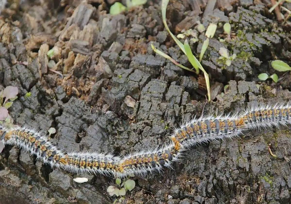 Orugas procesionarias.