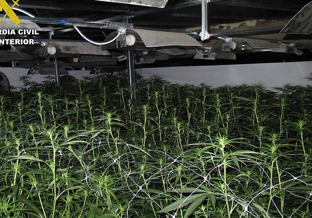 La plantación de marihuana desmantelada en Jumilla.