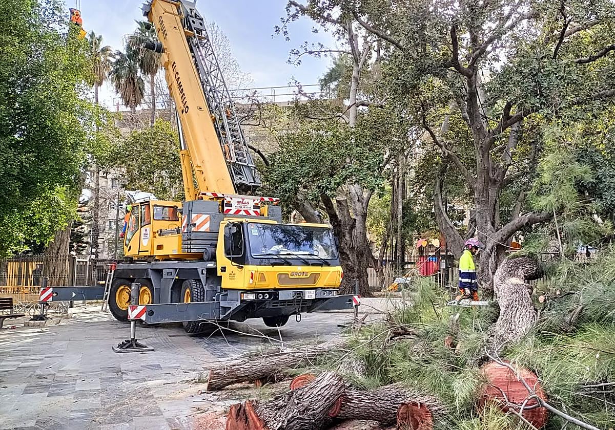 Talan dos de los árboles más longevos de la Glorieta de Orihuela por «riesgo de caída»