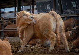 Vaca, en una explotación ganadera de la provincia de Alicante.