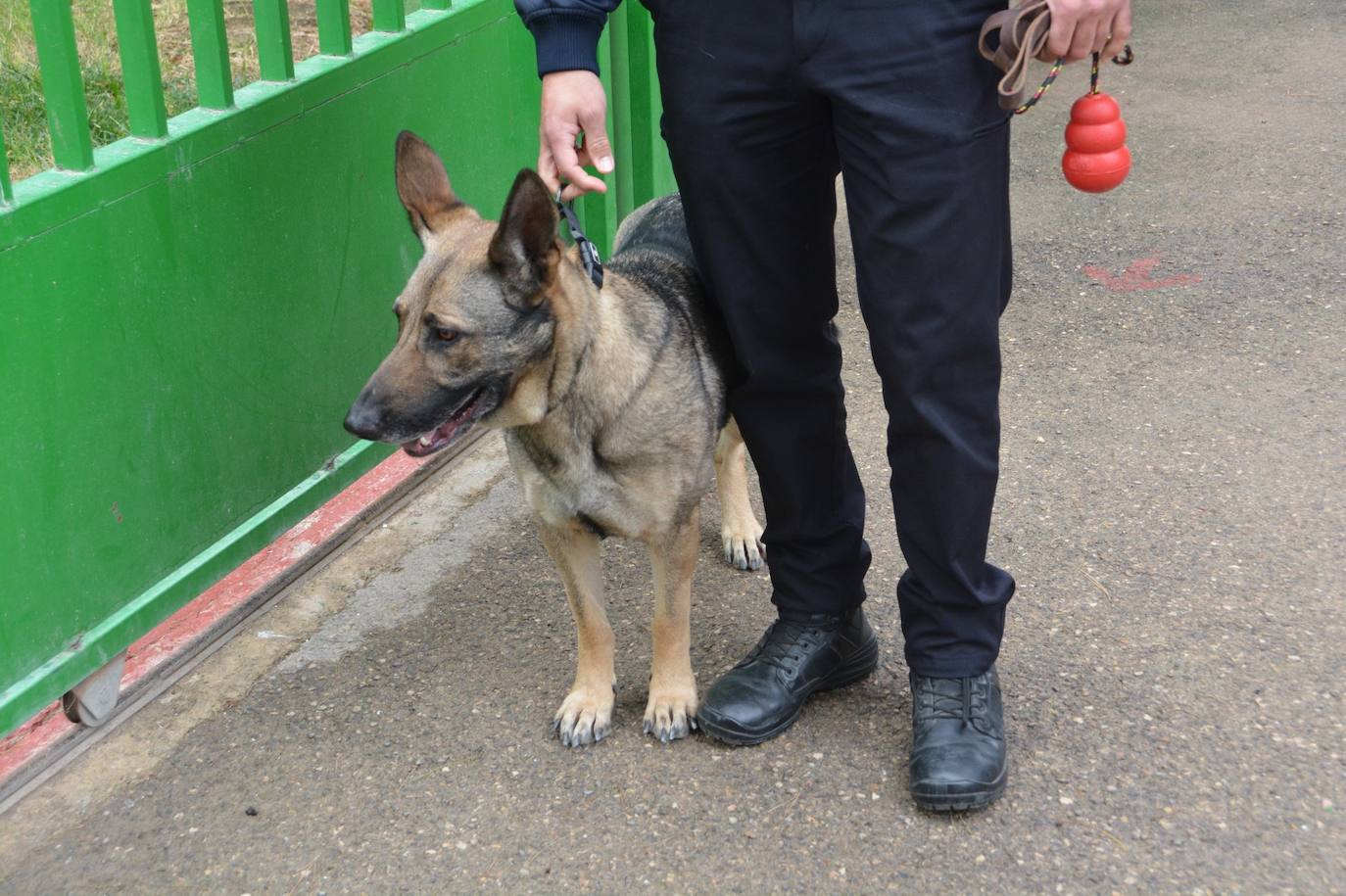 Entrenamiento de las unidades caninas de la Región en Cieza, en imágenes