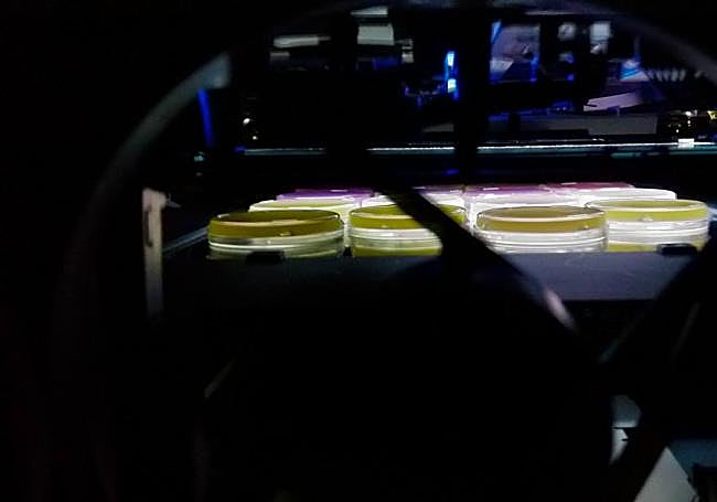 'Lifespan machine' por dentro, con las placas de gusanos.