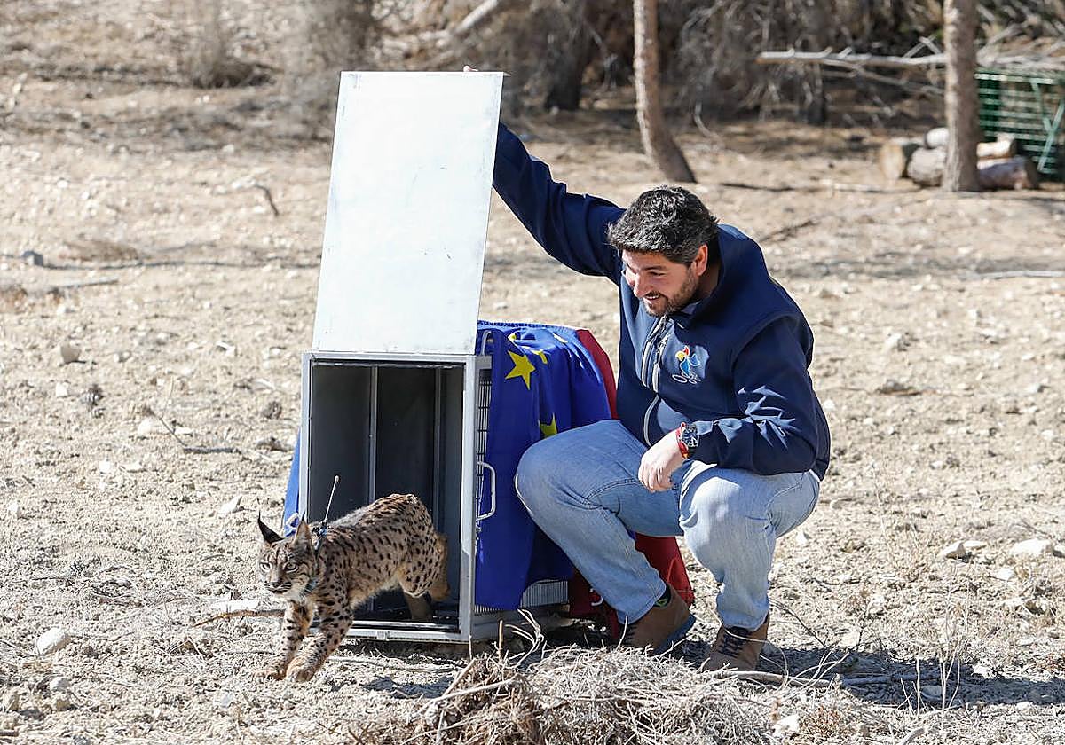 López Miras libera a unos de los linces.