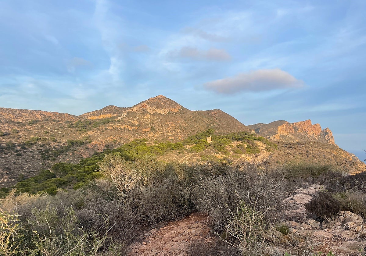 Las sierras de Cartagena, entre Escombreras y Calblanque, acogieron este sábado la batida excepcional de caza.