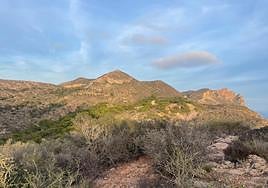 Las sierras de Cartagena, entre Escombreras y Calblanque, acogieron este sábado la batida excepcional de caza.