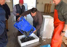 Un pescador, con una escasa partida de chirretes, en la Lonja de pescado de Lo Pagán.