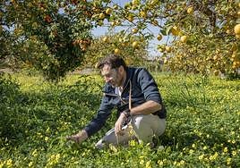El cocinero David López, junto a unos limoneros.