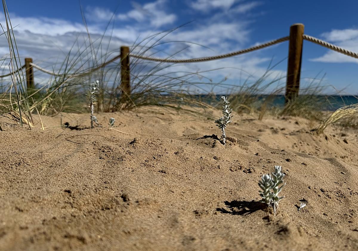 Ejemplar plantado por la ONG Xaloc junto a la playa de La Mata.