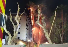 Incendio en varias palmeras en el barrio de La Fama.