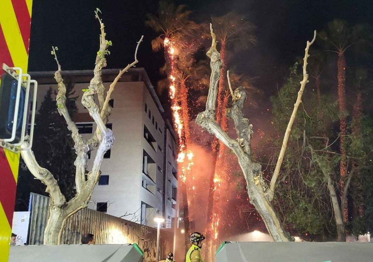 Incendio en varias palmeras en el barrio de La Fama.