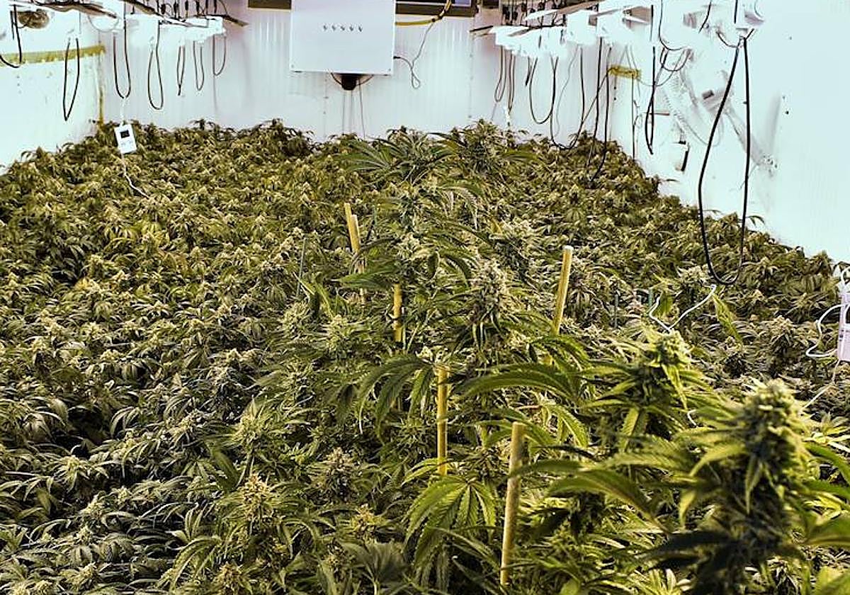 Una de las plantaciones de marihuana desarticuladas.