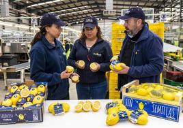 María, Isabel y Juan Poveda muestran el limón sin semillas que producen y comercializan en la sede de la empresa en San José de la Vega.