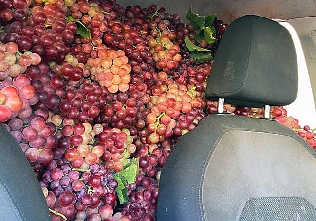 La parte de atrás de un vehículo lleno de uva robada.