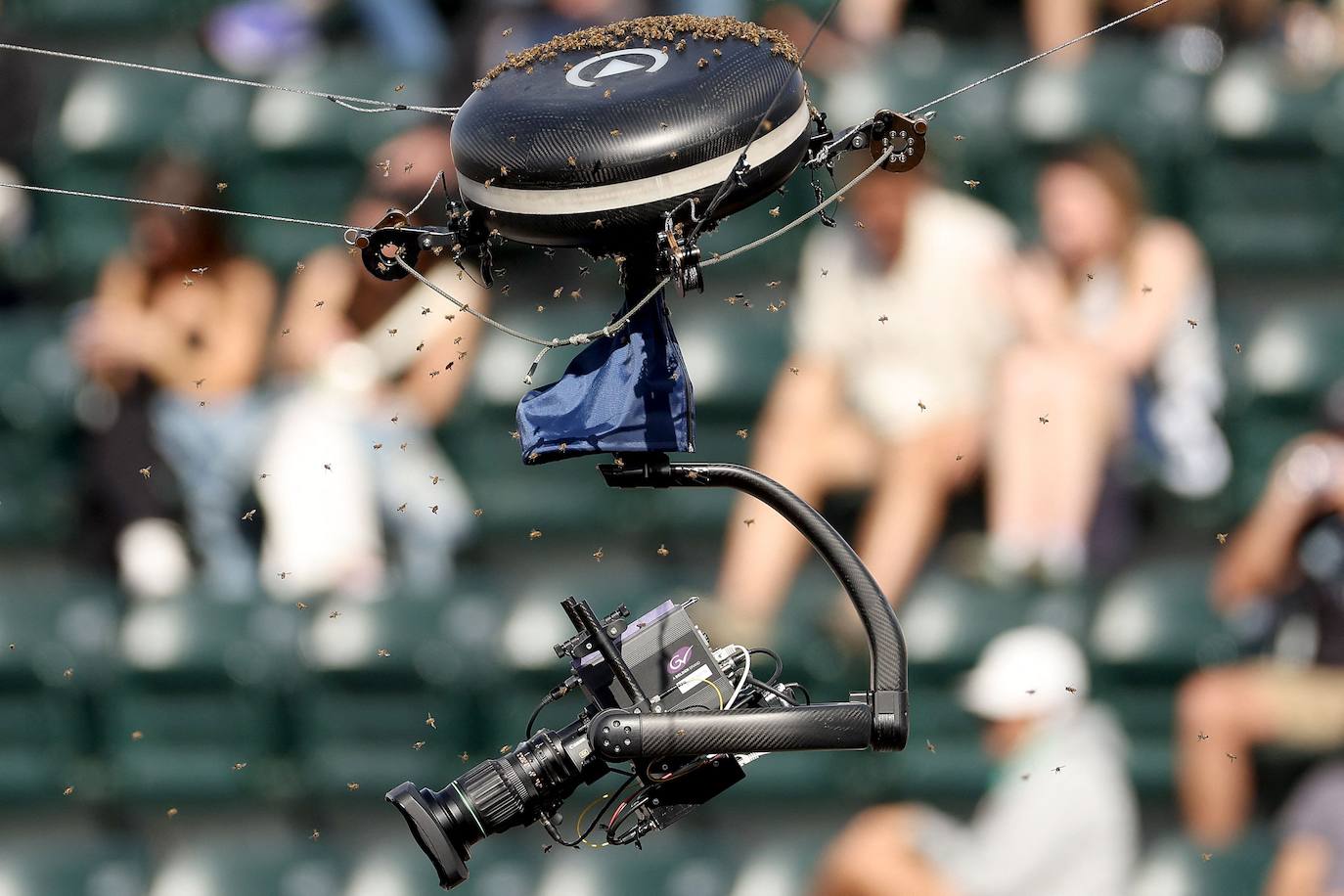 La victoria de Carlos Alcaraz ante Zverev tras la invasión de abejas en Indian Wells, en imágenes