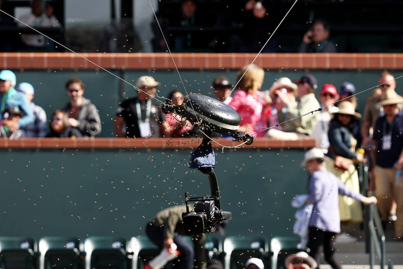 La victoria de Carlos Alcaraz ante Zverev tras la invasión de abejas en Indian Wells, en imágenes