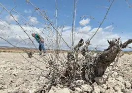Cepas secas de viñedos en la comarca del Altiplano, a finales del año pasado.