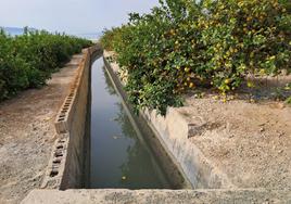 Varios limones flotando por el canal de la acequia de Zaraíche, a la altura de Santomera.