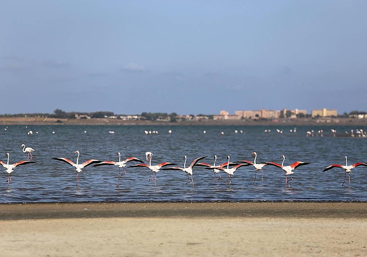 Parque Natural de las Lagunas de Torrevieja en una imagen de archivo.