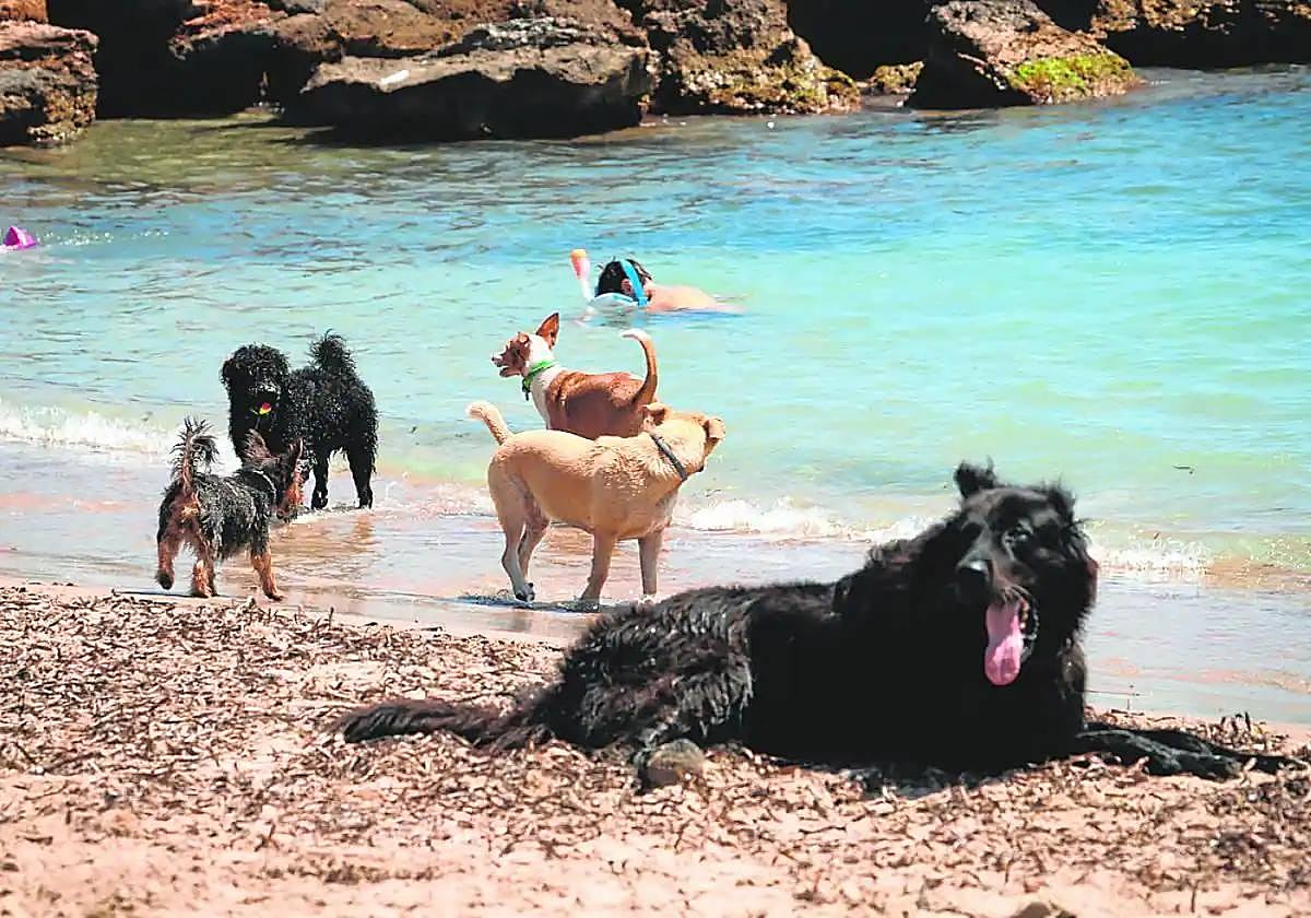 Varios perros en la playa, en imagen de archivo.