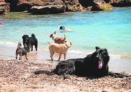 Varios perros en la playa, en imagen de archivo.