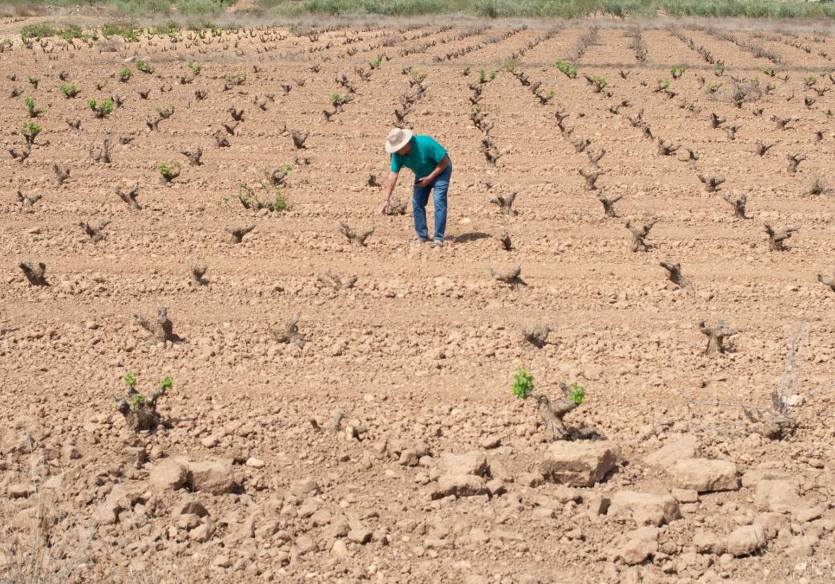 Cultivos de viñedo en secano, en el término de Jumilla.