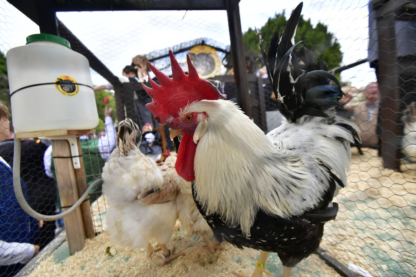 Más imágenes del desfile del Bando de la Huerta