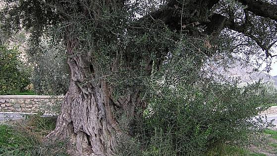 Los propietarios de árboles monumentales recibirán ayudas para su conservación