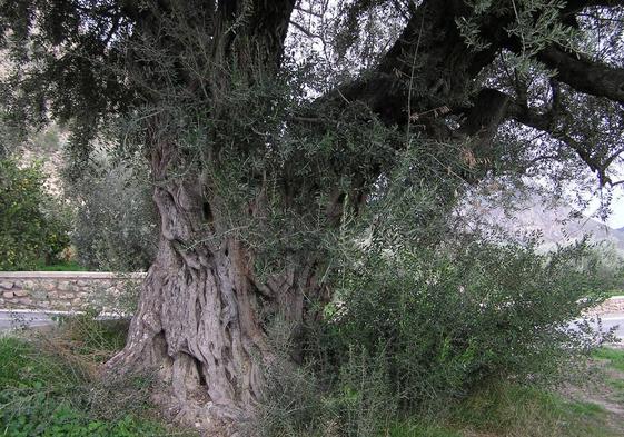 La Olivera Gorda de Ricote, que pasa por ser el árbol más longevo de la Región con unos mil años.
