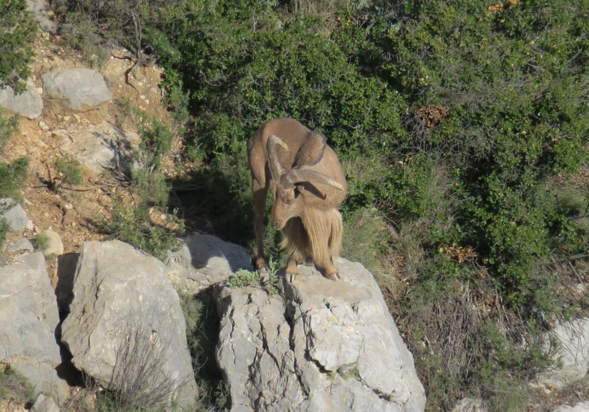 Un ejemplar de arruí, en Sierra Espuña.