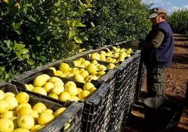 Un agricultor examina los limones recién recogidos en su finca.