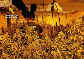 Invernadero destinado al cultivo ilícito de marihuana en Archena.
