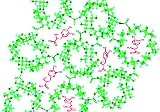 Nanoesponjas y hojas de morera: Biomedicina murciana contra el cáncer