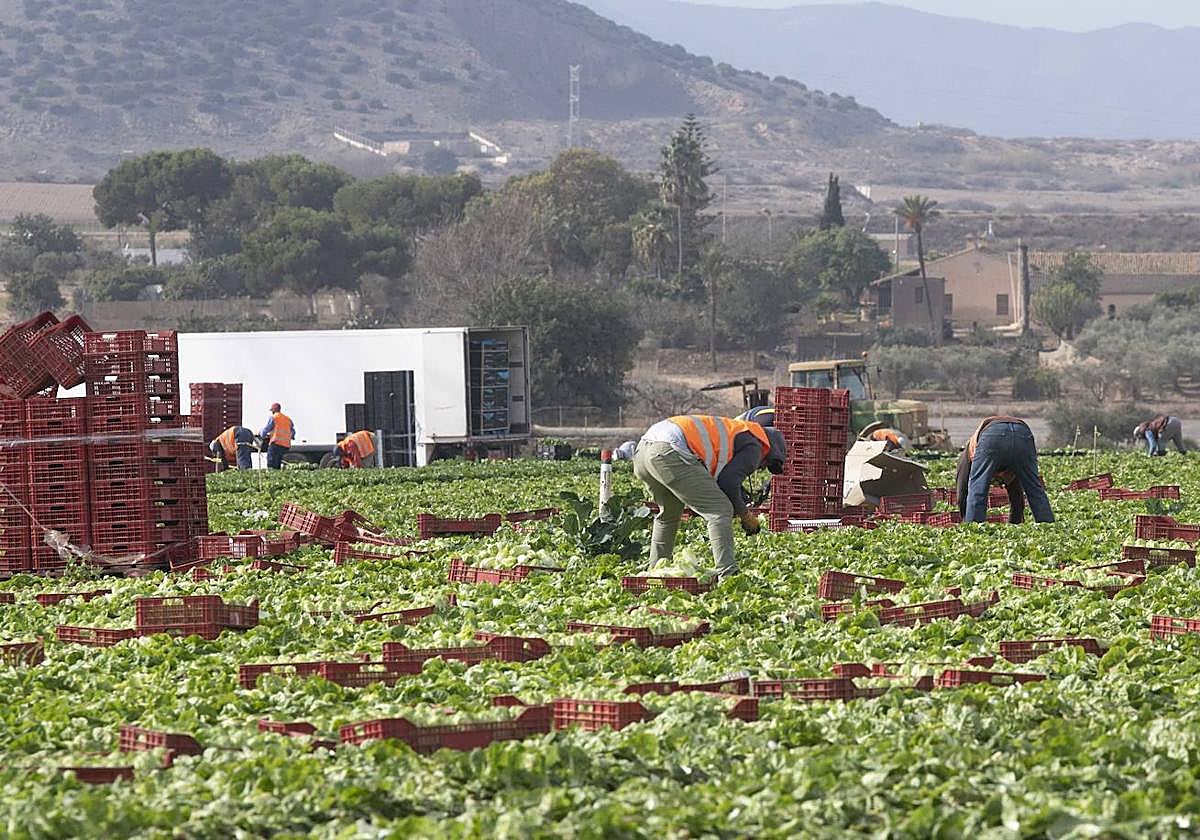 Recolecció de lechugas para su exportación en una imagen de archivo.