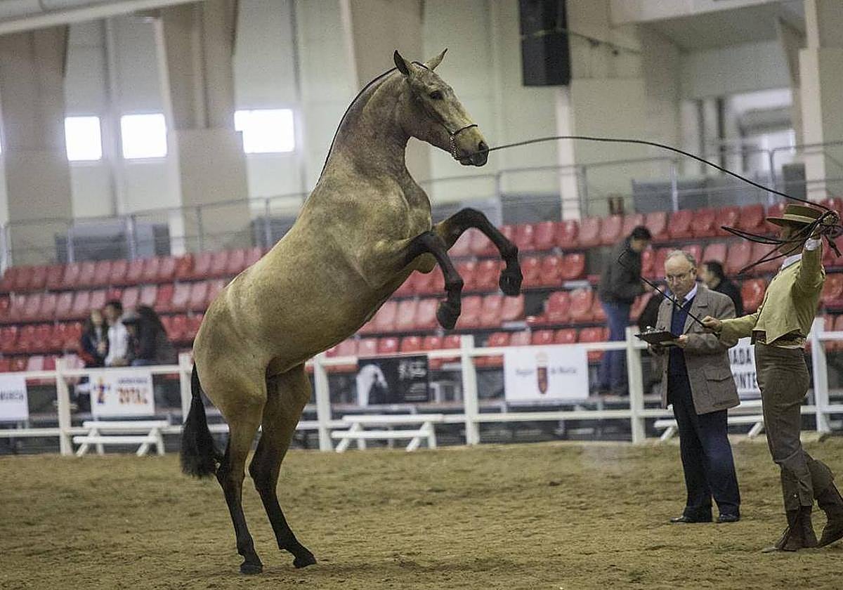 Imagen de archivo de una edición anterior de Equimur.