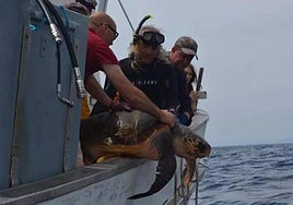 Foto del ejemplar liberado.