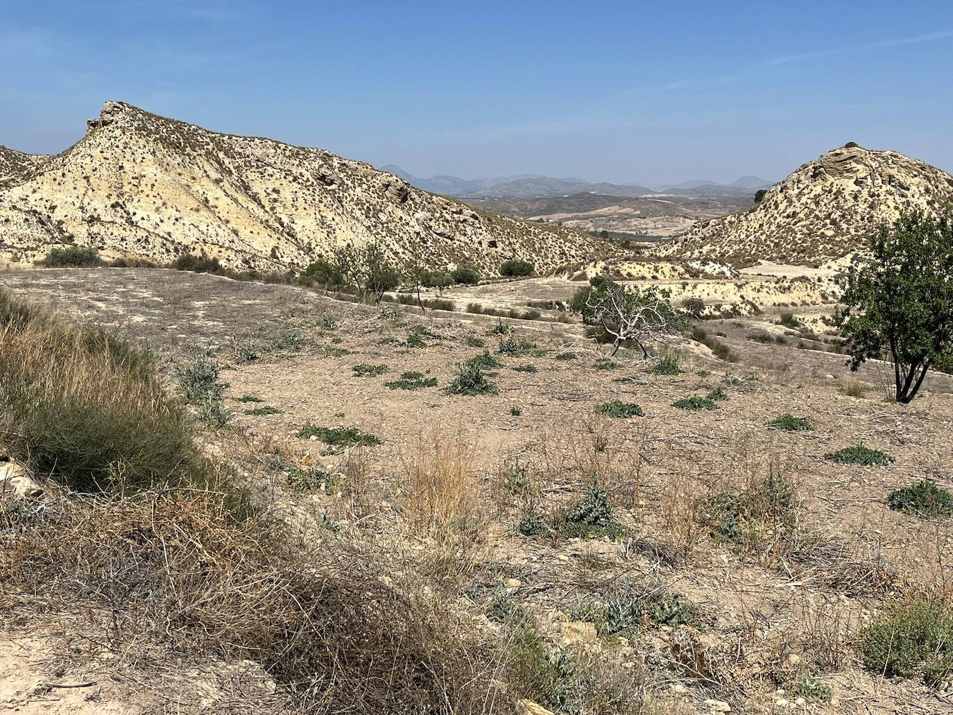 Barbechos de secano de la finca