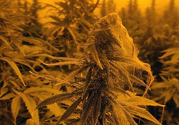 Una de las plantaciones de marihuana intervenida.