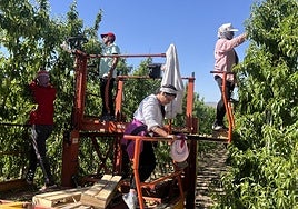 Tareas de aclareo de los árboles y recolección de las primeras piezas en una finca de Cieza.