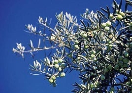 Imagen de archivo de un olivo.