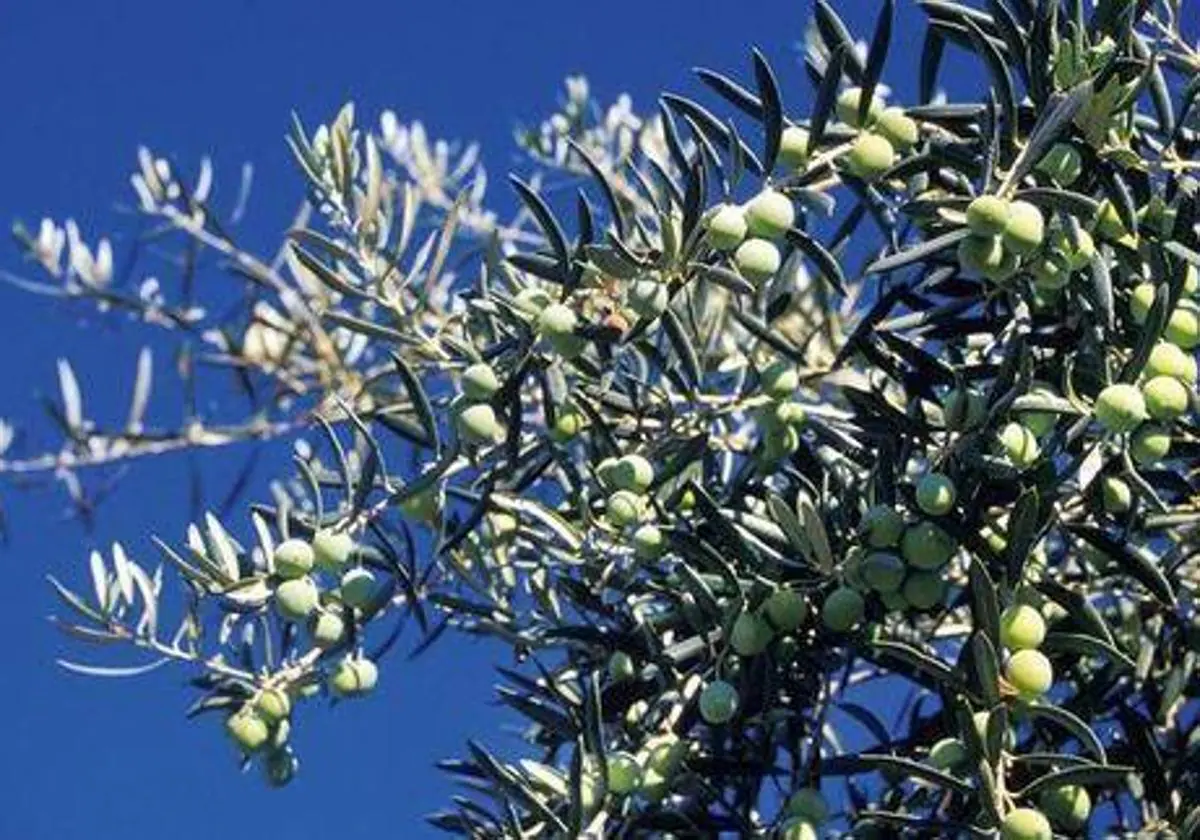 Investigadores de la UMU desvelan que unos «pelos» sobre las hojas de los olivos les ayudan a soportar el calor