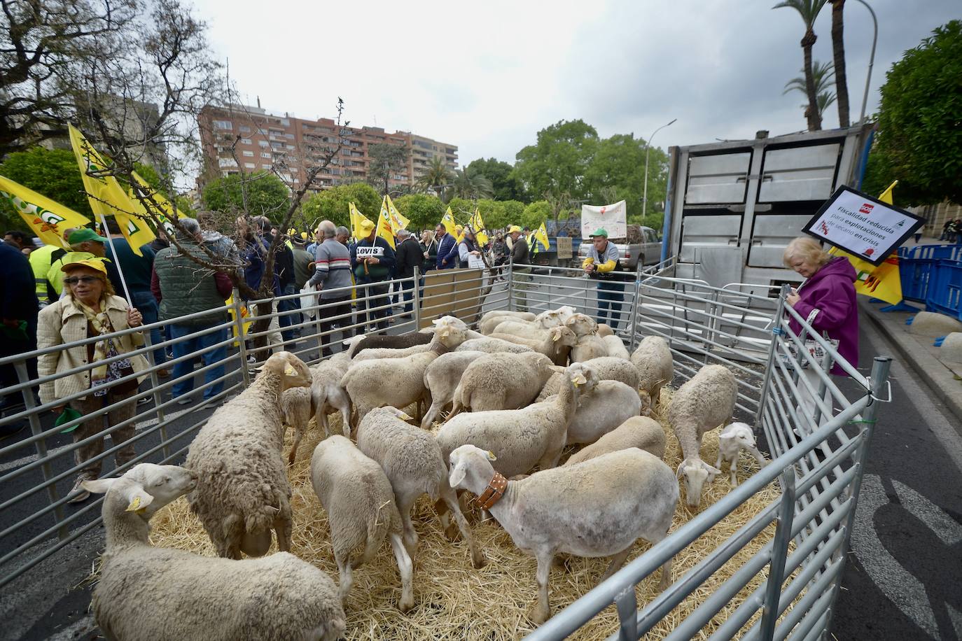 La protesta de agricultores y ganaderos de las zonas de secano ante la Delegación del Gobierno, en imágenes