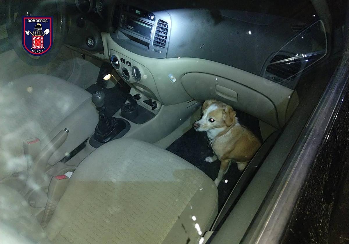 Liberan a un perro que se encontraba dos días encerrado en un coche.