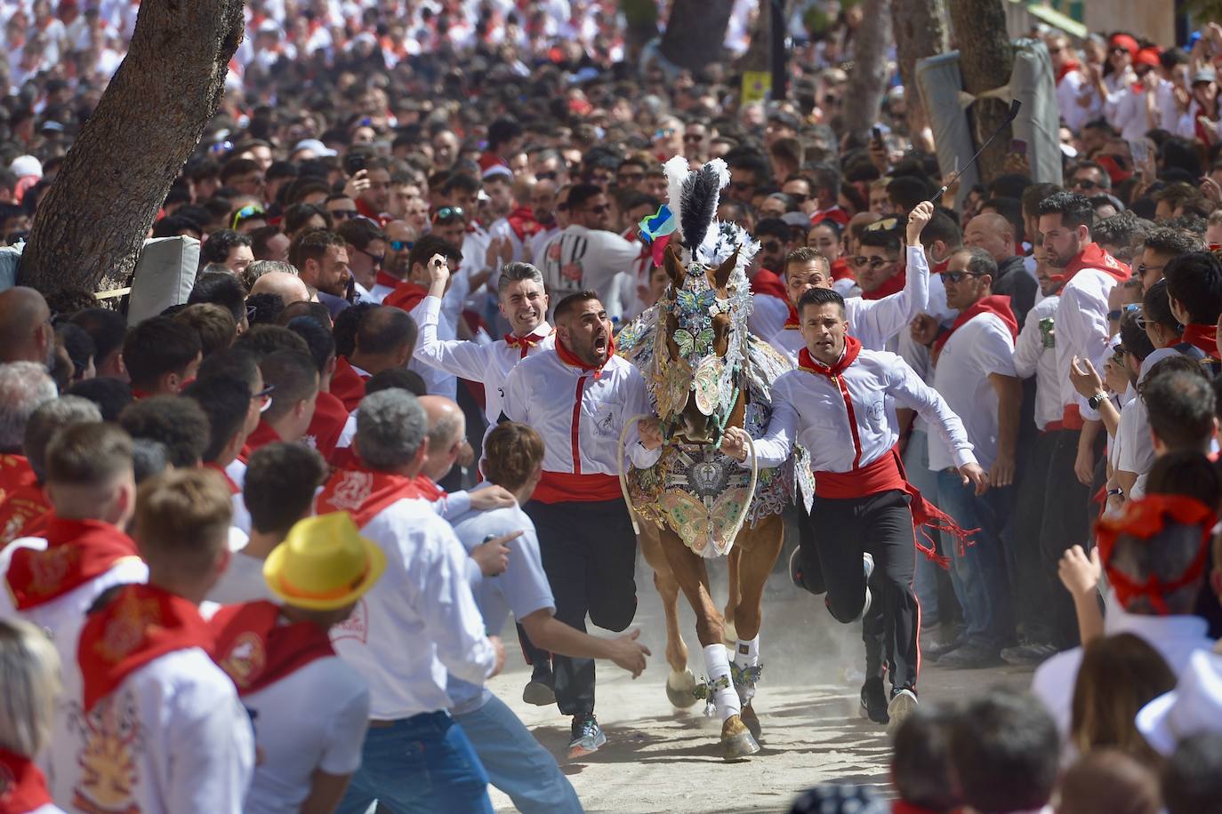 La carrera de los Caballos del Vino, en imágenes