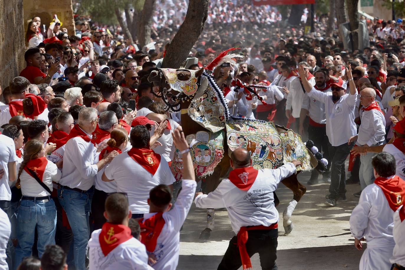 La carrera de los Caballos del Vino, en imágenes