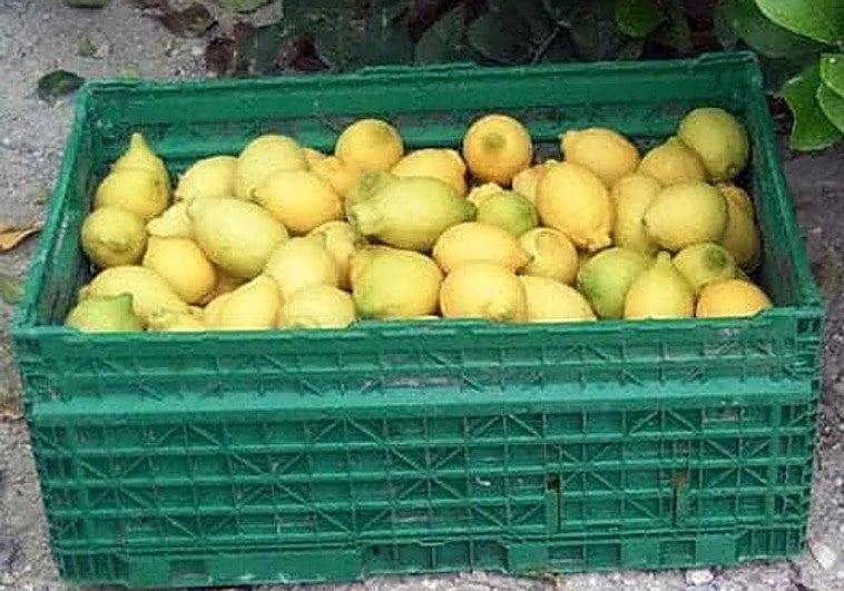 Imagen de archivo de una caja de limones.